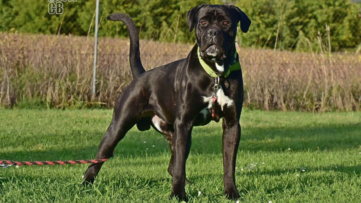 Obří pes Valda s pohnutým osudem zabodoval na cvičišti